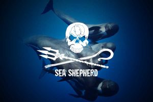 Sea Shepherd